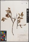 Foto von Salix discolor Muhl.